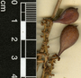 Paullinia pinnata L., Belize, P. H. Gentle 141, F